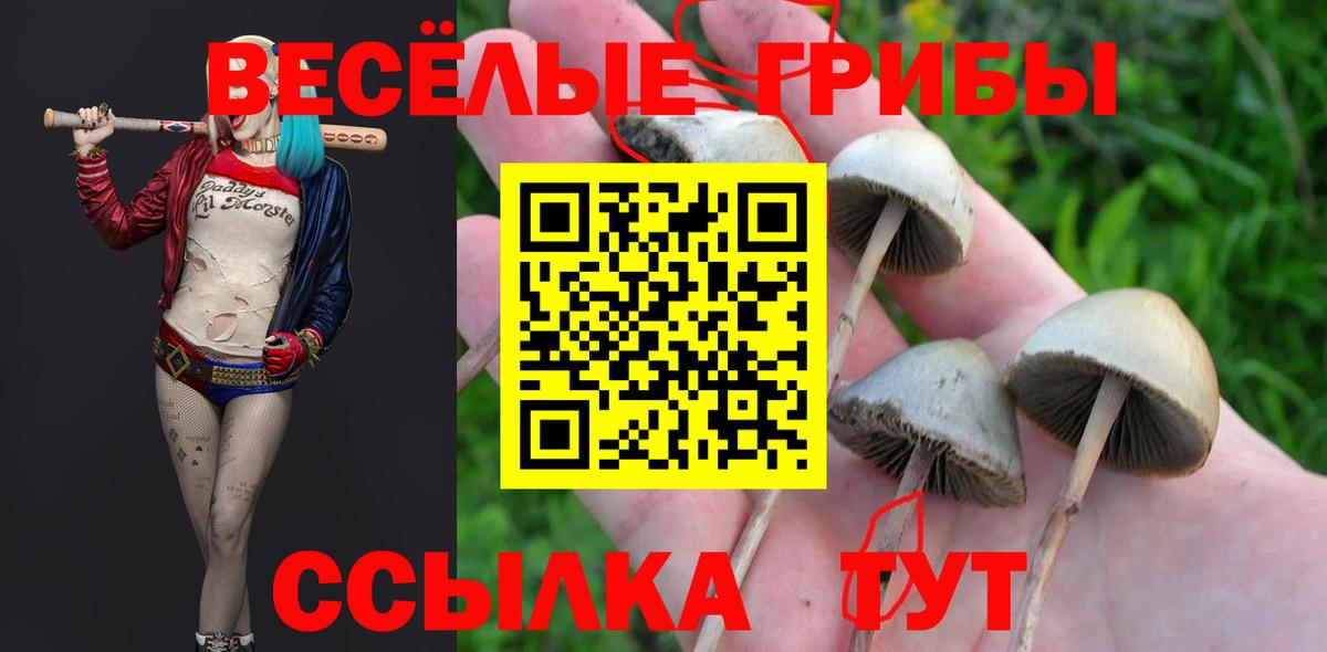 купить   Псилоцибиновые грибы Psilocybe  Вязьма  Вход с VPN  Галлюциногенные грибы Psilocybe 